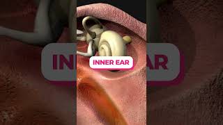Middle And Inner Ear
