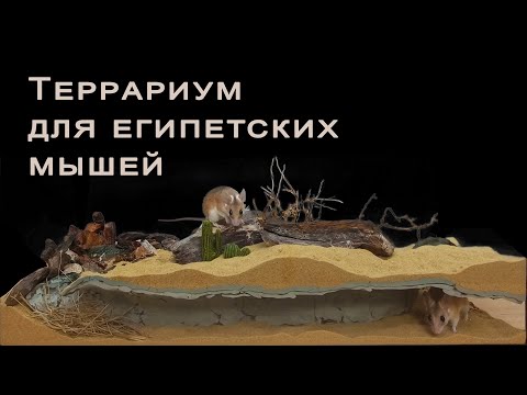 Их боялись Египетские фараоны. Террариум для мышей с суперспособностями.