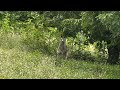 CHERRY PICKING | KANGAROO