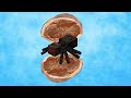 Spider Slayer in a nutshell  (Hypixel Skyblock)