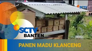 BUDI DAYA LEBAH KLANCENG, BISNIS MENGGIURKAN DAN MENJANJIKAN