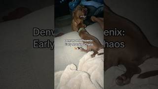 NEW PLAYLIST‼️Denver and Phoenix Chronicles 🐕🐕‍🦺🐾 #shortsfeed #shortsviral #shorts