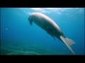 Dugong, Marsa Alam, Canon 5D Mark II, 17-40mm f4,0 L