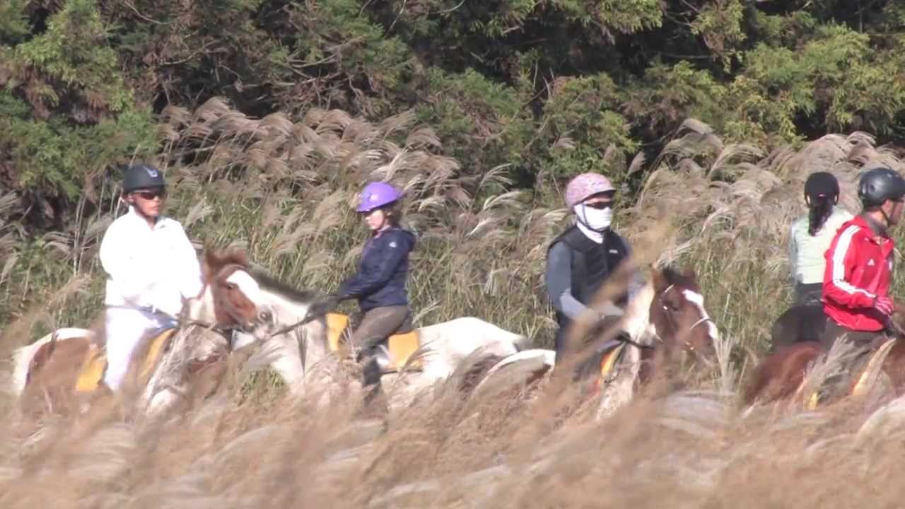 beautiful Equestrian, 제주 OK승마장 억새들녘 외승