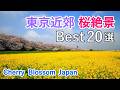 【保存版】東京近郊の桜絶景ベスト20選！ / 上野公園・権現堂桜堤・忍城など / Top 20 Cherry Blossom Viewing Spots in Tokyo Suburbs, Japan