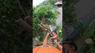 Melinjo tree cutting with many vertical branches. #treework #cuttingskills