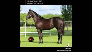 LQHBA Yearling Hip 462