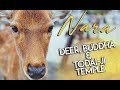 Nara sights: deer, Todaiji Buddha and Daibutsuden