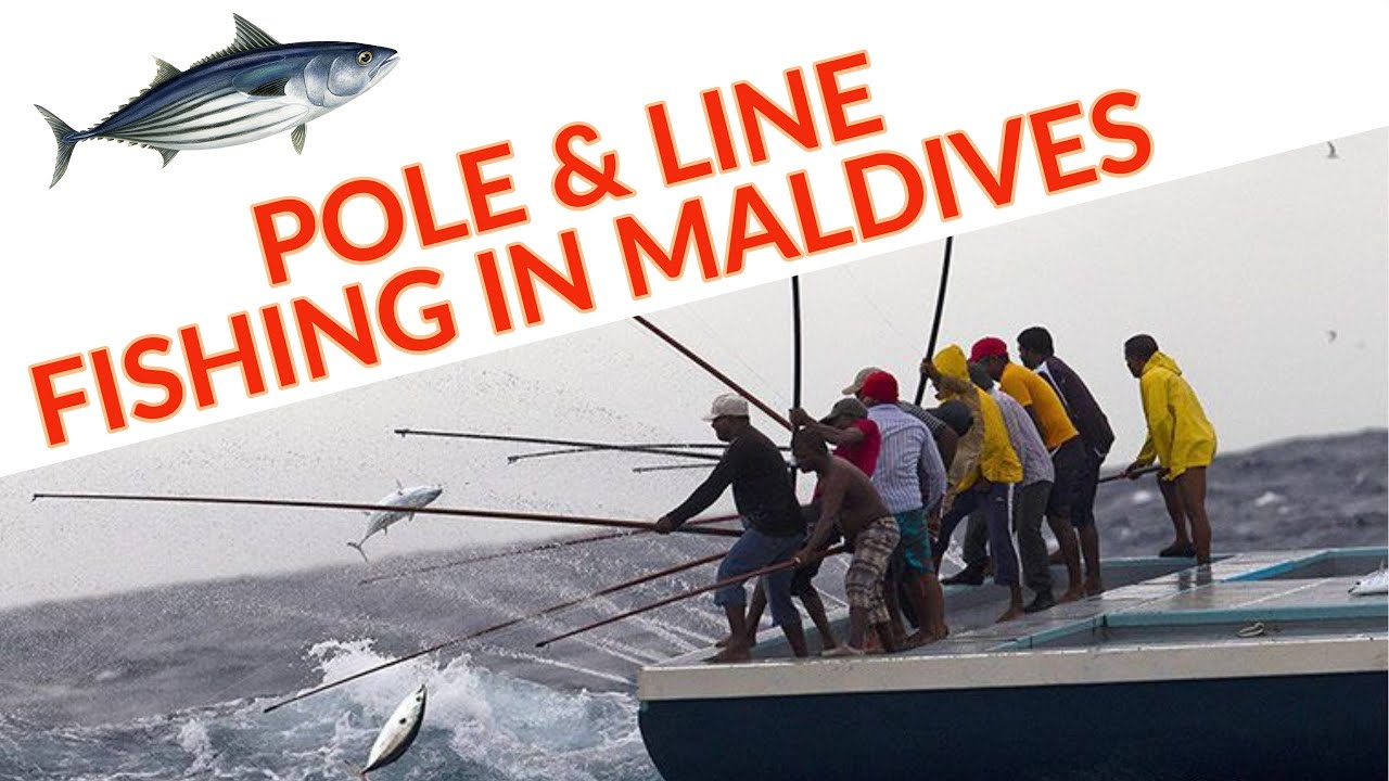 Pole and line fishing in Maldives YouTube