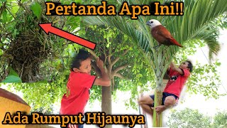 Sarang Burung Aneh Dengan Desain Unik Di Dunia Pokoknya