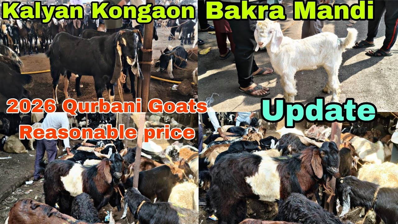 Kalyan Kongaon Bakra Mandi Update| 2026 Qurbani Goats Reasonable price 