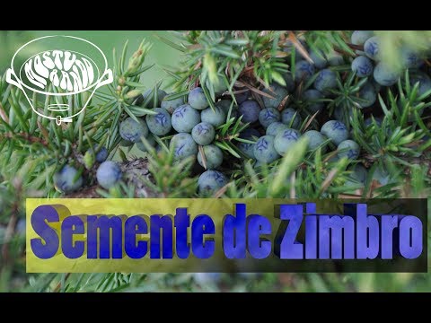 Vídeo: Plantio De Zimbro: Como Plantar Em Campo Aberto Na Primavera? Que Tipo De Solo Ele Gosta? Como Plantar Corretamente No Verão E No Outono No Local?