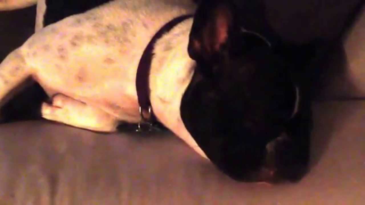 Valentina the Frenchie snoring YouTube