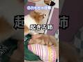 爆睡中の姉を愛犬と無理やり起こす🔥