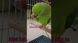 #tiyamonir kachamorich r shola khaoar ki sundor drisho  #birdslovers#viralshort #parrotlovers