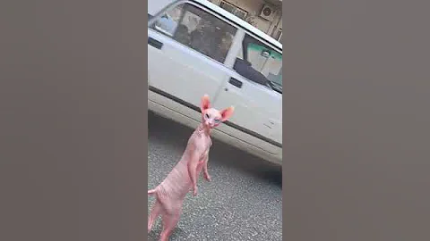Video 7320921: kitten sphynx catlover cute, sphynx funny catlover kitten, sphynx cats catlovers, sphynx cute catlover dance