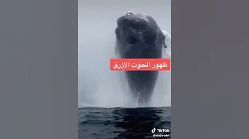 الحوت الازرق و صوته المرعب 