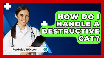 How Do I Handle A Destructive Cat? - PetGuide360.com