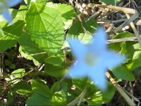 This bush tucker vlog is about the Australian Bluebell. (It's botanical Latin name is Wahlenbergia.) The native Australian Bluebell is a pretty little plant that has been used by the Aborigines as bush tucker. The attractive blue flowers have a mild taste, and can be eaten as a salad vegetable. Like violet and borage flowers, these native Australian Bluebell flowers, too, can be used as attractive edible garnishes for drinks; or candied and made into pretty cake decorations. Or why not try them with bread and butter or margarine, and a little salt and pepper? A sweeter sandwich version could be made with a little sugar and cinnamon shaken on. Read more about the Australian Bluebell and other great wild foods in "Wild Food in Australia" by AB and JW Cribb. .....