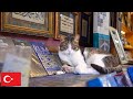 【作業用ネコ動画】イスタンブールの猫と環境音だけ2時間