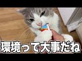 問題多発な引越し先で過ごすニャンコとの生活