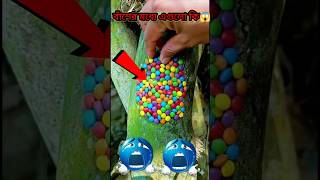 Chickpeas on bamboo X no snail eggs #camping #bushcraft #survival #outdoors #Survivalgobindogonj