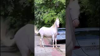 اجمل حصان في العالمMost beautiful horse in the world