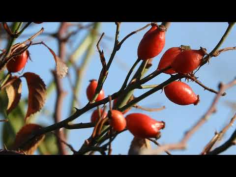 Vídeo: Hibiscus: Una Decoració Per Al Vostre Jardí