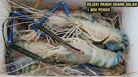 Trip mancing udang galah bermalam di sungai landak dan mendapatkan banyak rejeki udang galah
