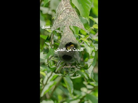 البحث عن العش