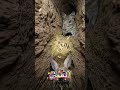 دخلنا جحر اليربوع واكتشفنا ما لا يجب رؤيته كاميرا في العالم الخفي17 