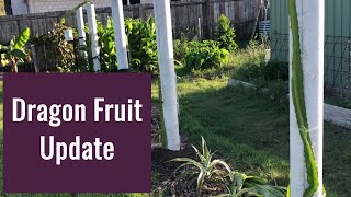 Dragon Fruit Update and Ideas
