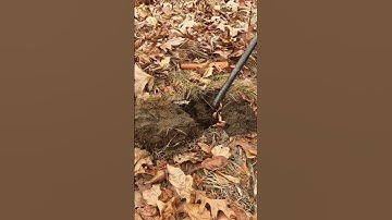 Short #37 - Surprise Oxen Shoe, metal detecting with the Nokta Makro Simplex  #noktadetectors