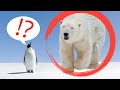Животните от Северния и Южния полюс
