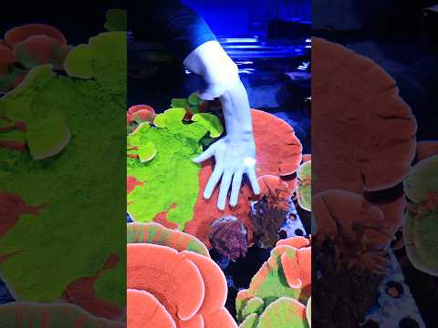 This thing is MASSIVE! #shorts #aquarium
