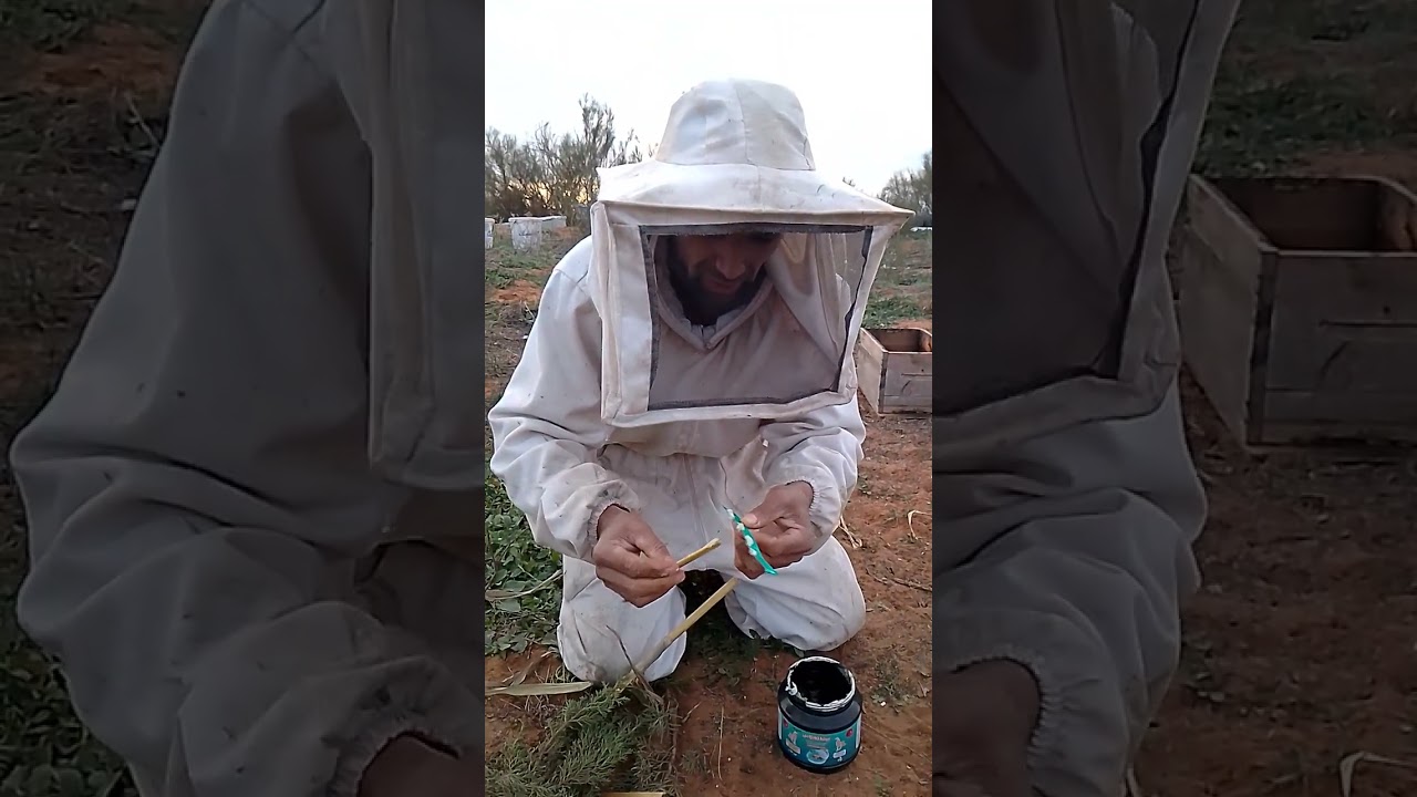 #تربيةالنحل #النحل #ملكةالنحل #مستغانم #الجزائر #تربية_الحيونات #المغرب #تونس #مصر #