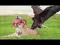 Eagles Captures  Leopard Cubs While Mother Hunting Impala | Elephant Save Impala From Leopard