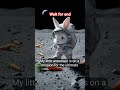 ​First Bunny on the Moon! 🌙🐰 #SpaceBunny #CuteShorts #Adventure #AIVideo