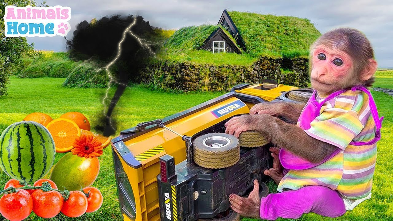 Smart Bibi monkey help dad harvest fruit