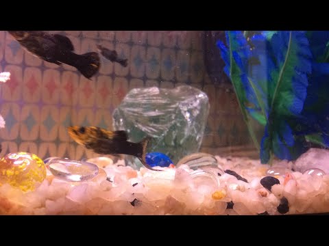 Live Aquarium In Action relaxing Fishtank molly fish classical music