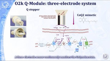 NextGen-O2k: the Q-Module