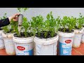 Simple tips to grow celery quickly without watering. Very delicious and nutritious food for family