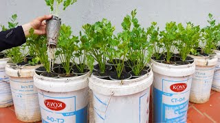 Simple tips to grow celery quickly without watering. Very delicious and nutritious food for family