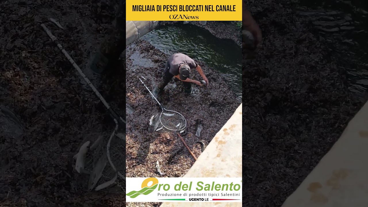 Moria di pesci ed un fenomeno mai visto a Tore San Giovanni