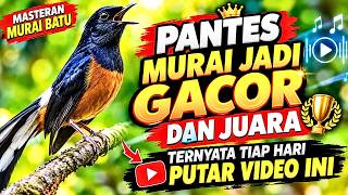 MASTERAN MURAI BATU SUPER GACOR! PUTAR RUTIN, ISIAN MAKIN NEMPEL