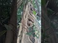 “If determined, a jackfruit can grow even from a banyan leaf” is the new saying.