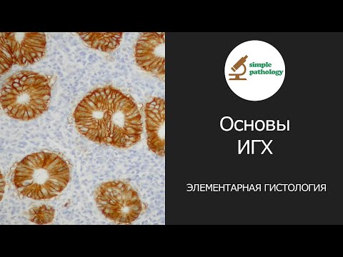 Основы иммуногистохимии | Элементарная гистология