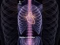 Your Body Generates Electricity… Right Now