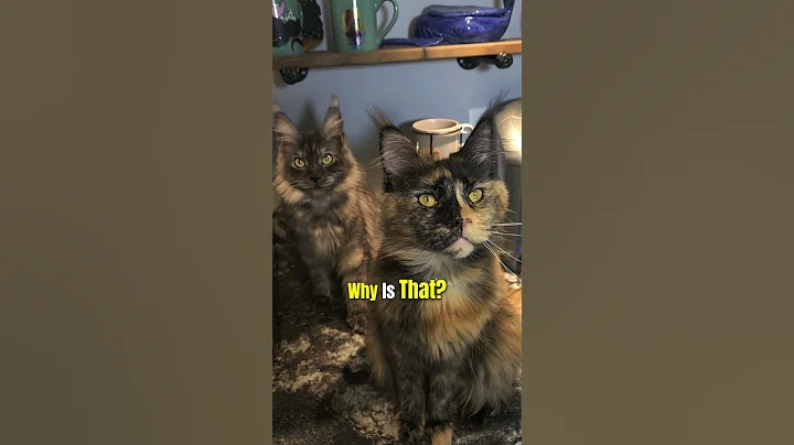 Video 11908441: mainecoon cat kitty pets, mainecoon cat kitten kitty