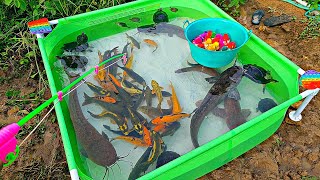 Fishing for betta fish in the pond, catfish, ornamental fish, goldfish, turtles, colorful chickens